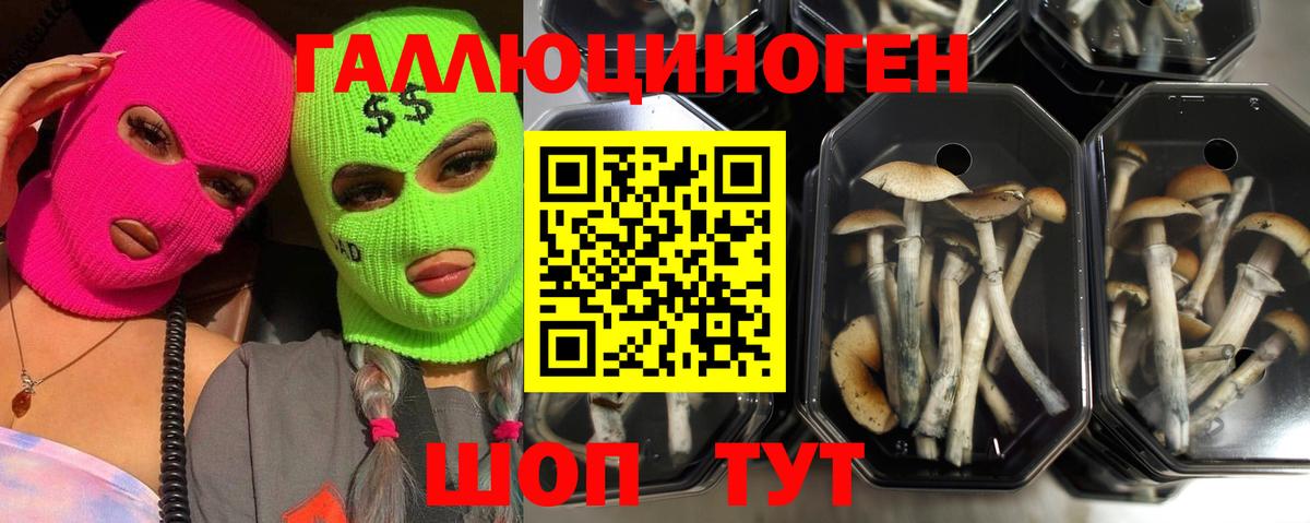 Горно-Алтайск  Псилоцибиновые грибы прущие грибы  Галлюциногенные грибы мицелий  Вход с VPN 